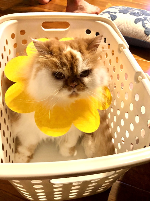 6/25（木）くうちゃん / ペルシャ猫 / 15歳 / 女の子｜ブログ一覧