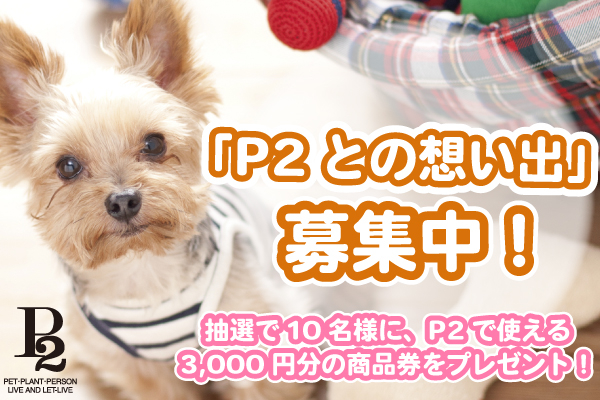 「P2との想い出」大募集！